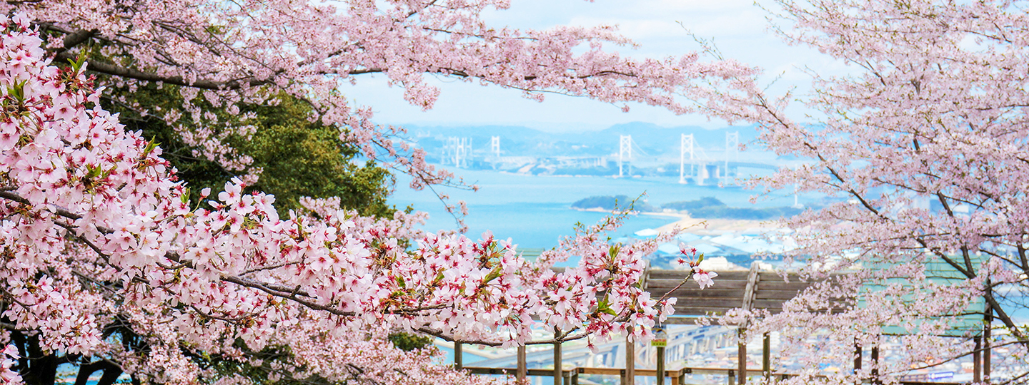 青野山の桜の画像