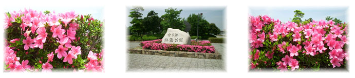 町花”さつき”の画像