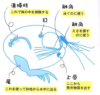 ウミホタルの体の構造の画像