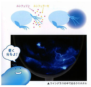 青く光るウミホタルの画像