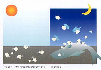 ウミホタルの生活の画像