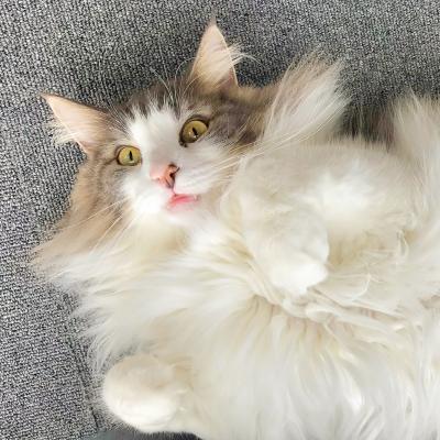 キャットリビングナナの画像