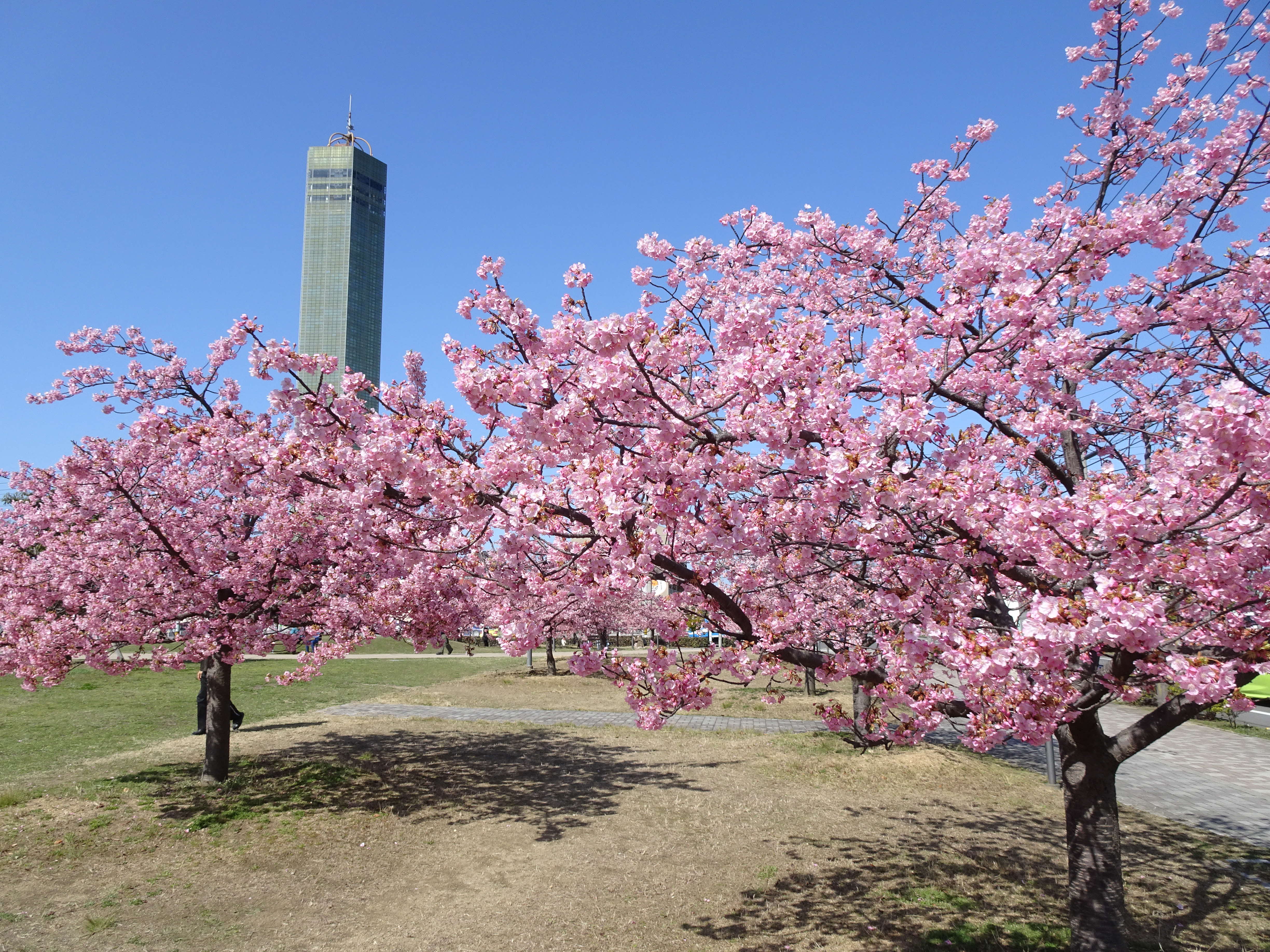 さくらの広場の桜満開の様子