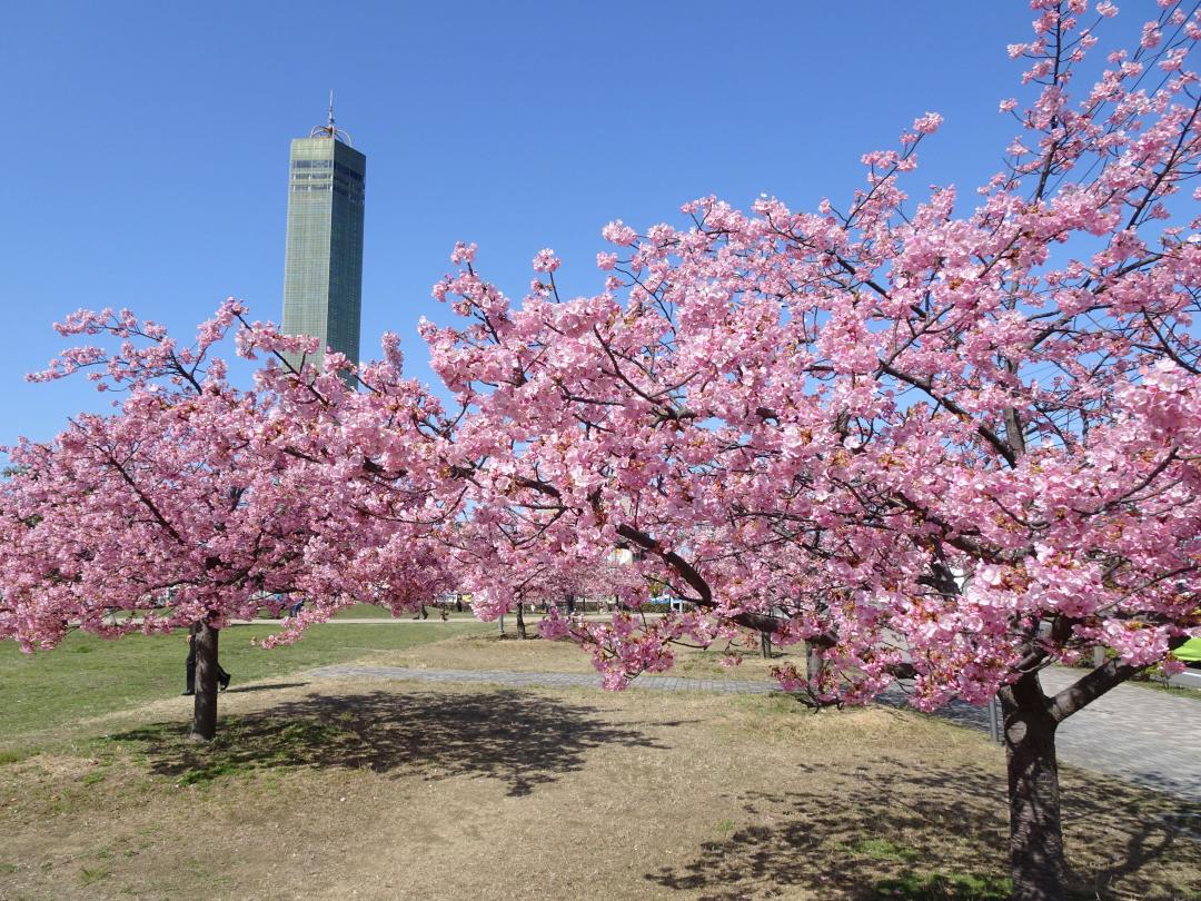 さくらの広場の桜満開の様子