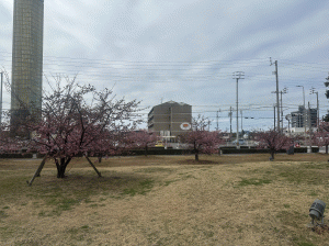 河津桜の写真1