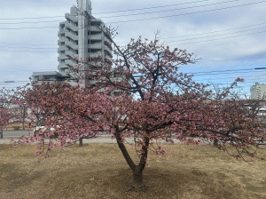 河津桜の写真2