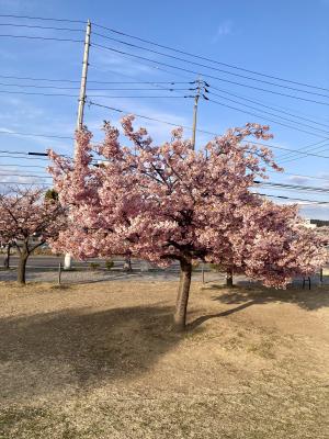 河津桜の写真1