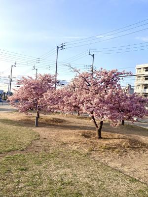 河津桜の写真2