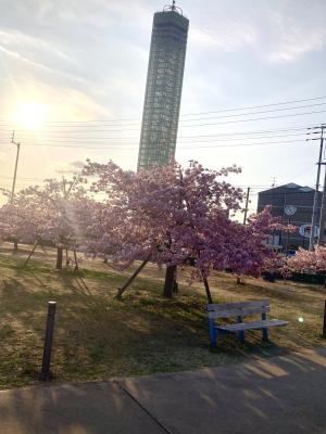 河津桜の写真3