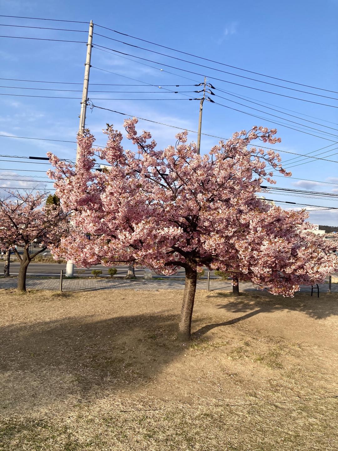 河津桜の写真1